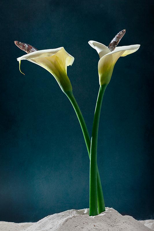 retratos+ III :: reels