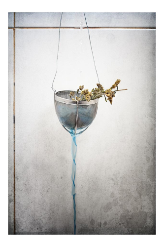 Option4 El pájaro azul